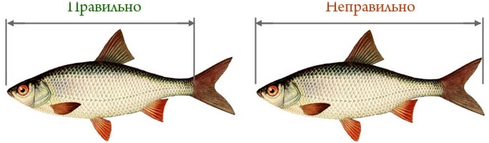 Измерение длины рыбы