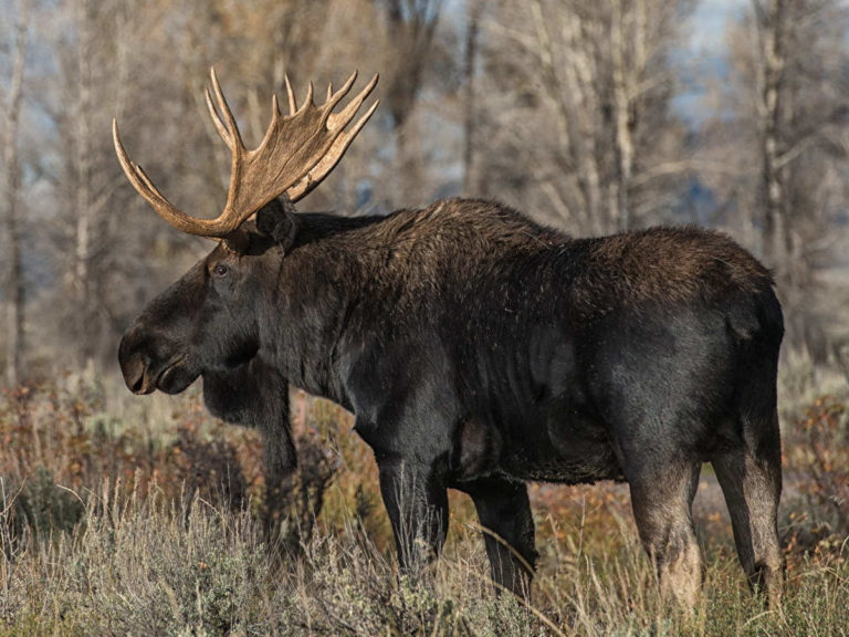 Охота на лося в Нижегородской области