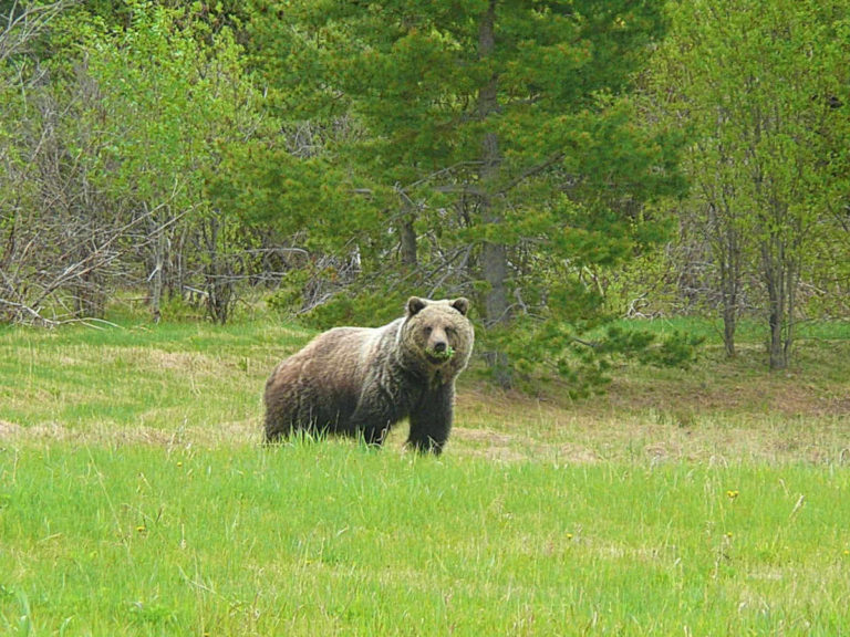 Охота на медведя в Нижегородской области