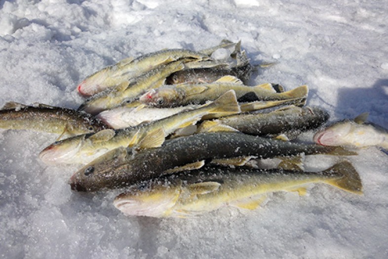 Запрет на осеннюю рыбалку в 2021 году - календарь и законодательство